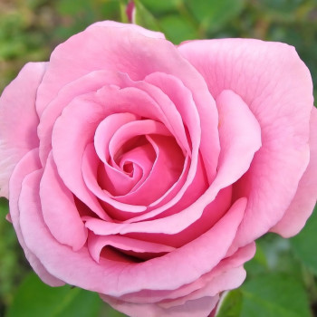 Саженцы Роза спрей Пинк Симфони