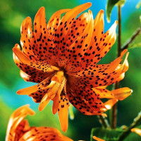 Луковицы  Лилия тигровая Flore Pleno (Флора Плена) (3шт.)