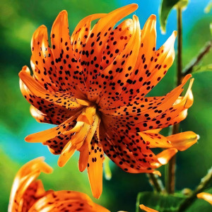  Лилия тигровая Flore Pleno (Флора Плена)