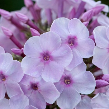 Саженцы Флокс Errötendes Mädchen (Эвэтнес Митьен)