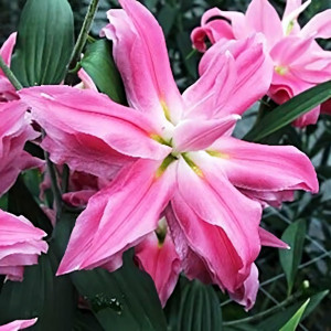  Лилия восточная Kadango (Каданго)