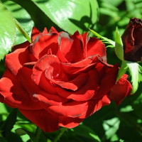 Саженцы Роза флорибунда Родео