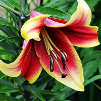 Луковицы Саженцы Лилия ОТ гибрид African Lady (Африкан Лейди) (3шт.)