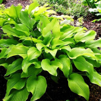 Саженцы Хоста Sun Power (Сан Пауэр) М