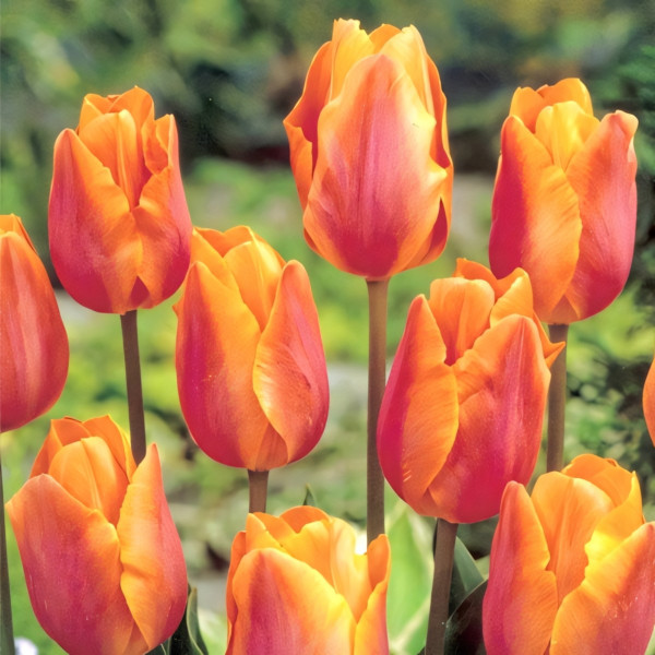 Луковицы Тюльпан Салмон Принц (в упаковке - 3шт.)