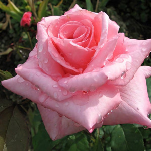 Саженцы Роза чайно-гибридная Эйфелева Башня