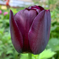 Луковицы Тюльпан Кафе Нуар (в упаковке - 3шт.)