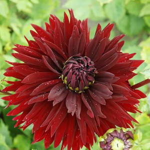 Саженцы Георгина бахромчатая Black Touch (Блэк Тач)