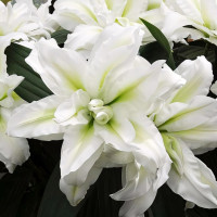 Луковицы  Лилия восточная Roselily Aisha (Розели Аиша) (3шт.)