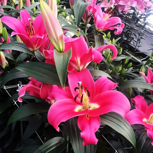  Лилия ОТ гибрид Fedora (Федора)