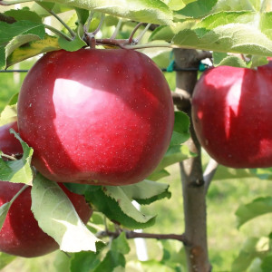 Саженцы Яблоня Эрли Женева