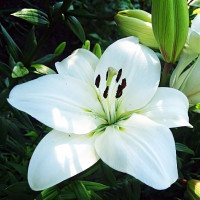 Луковицы  Лилия ЛА гибрид Litouwen (Литва) (3шт.)