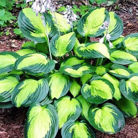 Саженцы Хоста Captain Kirk (Капитан Кирк) М