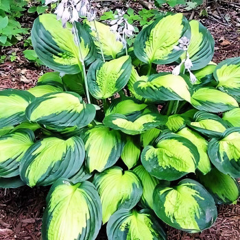 Саженцы Хоста Captain Kirk (Капитан Кирк) М