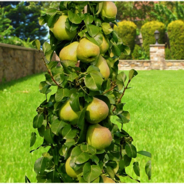 Саженцы Груша колоновидная Сапфира