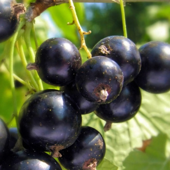 Саженцы Смородина чёрная Биг Бен