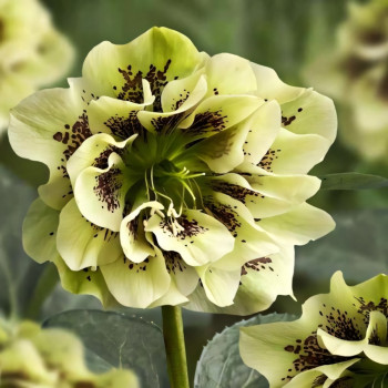 Морозник Дабл Эллен Йеллоу Споттед 