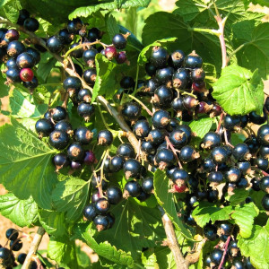 Саженцы Смородина черная Вернисаж