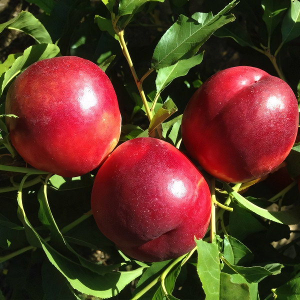 Саженцы Нектарин Биг Топ