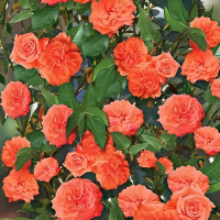 Саженцы Роза плетистая Оранж Доун