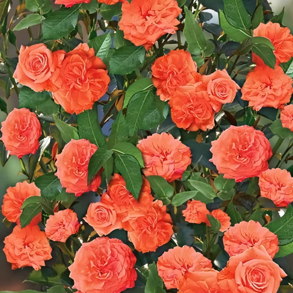 Саженцы Роза плетистая Оранж Доун