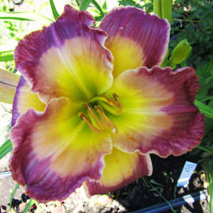 Саженцы Лилейник Cheese and Wine (Чиз энд Вайн)