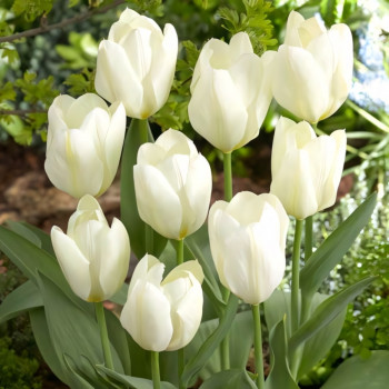 Тюльпан Фостера Пуриссима (в упаковке - 3шт.)