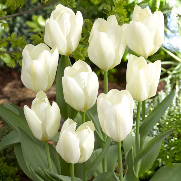 Луковицы Тюльпан Фостера Пуриссима (в упаковке - 3шт.)