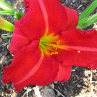 Саженцы Лилейник Charles Johnston (Чарлз Джонсон)