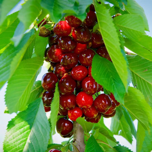 Саженцы Вишня колоновидная Изумление