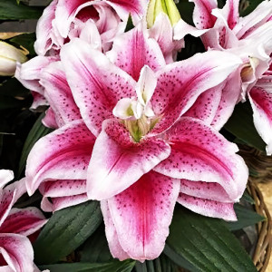  Лилия восточная Roselily Nowa (Розели Нова)