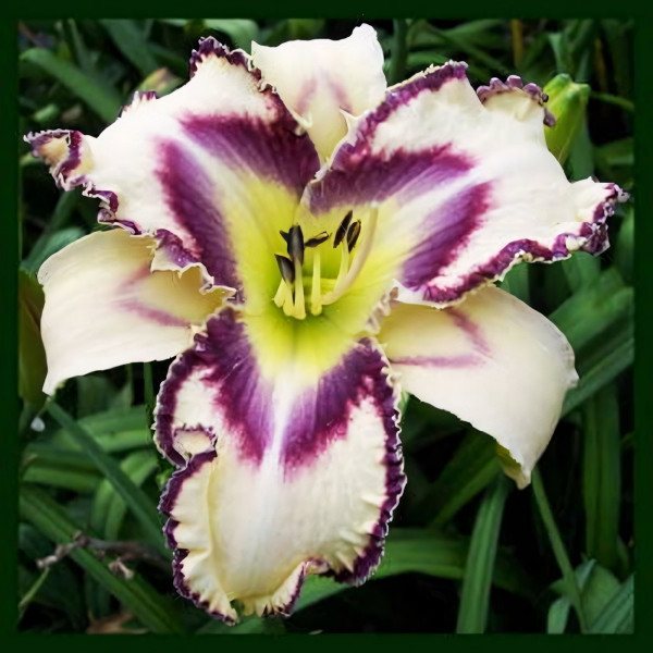 Саженцы Лилейник Angel Fairy Tern (Энджел Фэйри Тёрн)