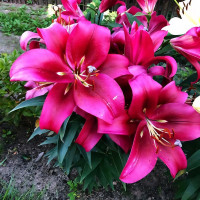 Луковицы Саженцы Лилия ОТ гибрид Red Desire (Ред Дезаер) (3шт.)