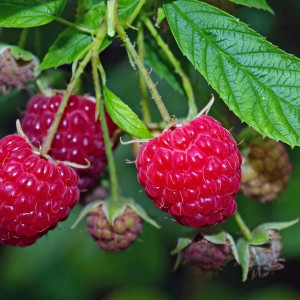 Саженцы Малина красная Херитейдж