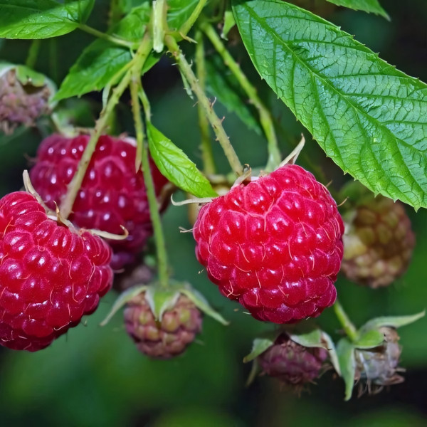 Саженцы Малина красная Херитейдж