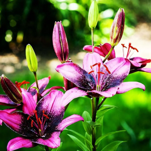  Лилия азиатская Purple Dream (Пурпл Дрим)