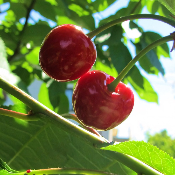 Саженцы Вишня Гриот Московский