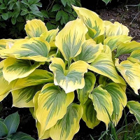 Саженцы Хоста гибридная Ivory Coast (Айвори Кост) L