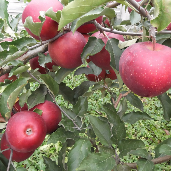 Саженцы Яблоня Фуджи