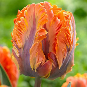 Тюльпан попугайный Оранж Рококо