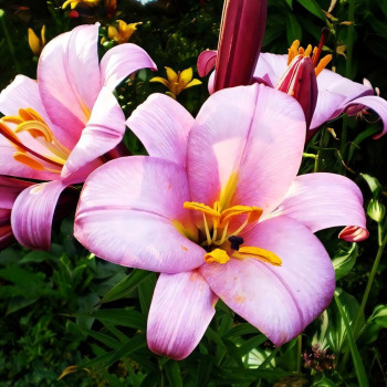  Лилия трубчатая Pink Planet (Пинк Планет)