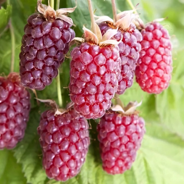 Саженцы Ежемалина Логанберри