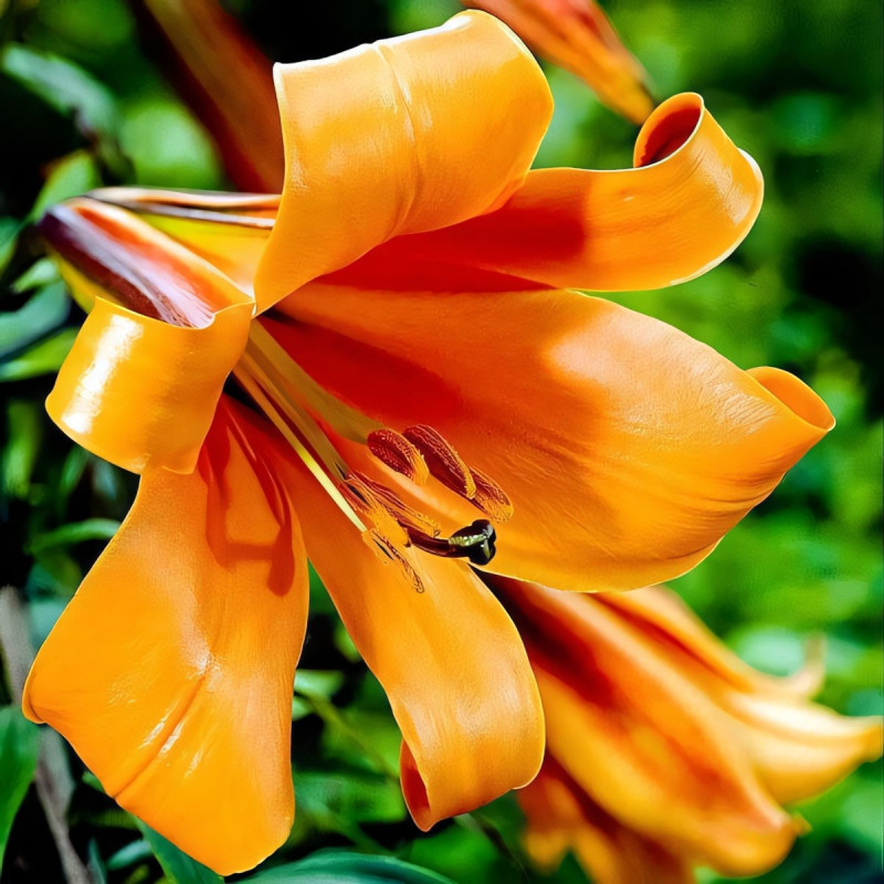 Луковицы  Лилия трубчатая African Queen (Африкан Квин) (3шт.)