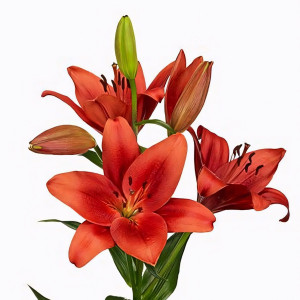  Лилия Brianza (Брианца)