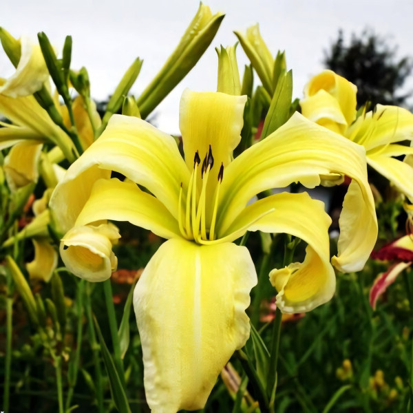 Саженцы Лилейник Flight of Angels (Флайт оф Энджелс)