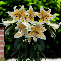 Луковицы  Лилия восточная Auratum Gold Band (Аур. Голд Бенд) (3шт.)