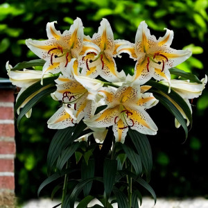  Лилия восточная Auratum Gold Band (Аур. Голд Бенд)