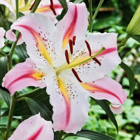 Луковицы  Лилия восточная Bergamo (Бергамо) (3шт.)