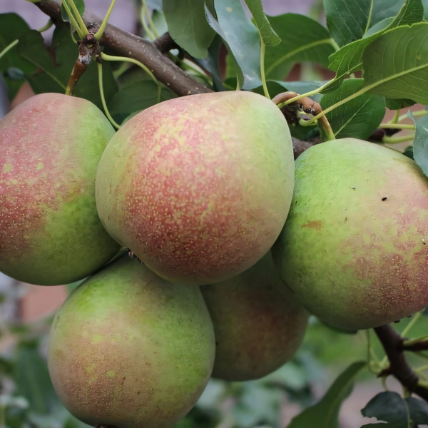 Саженцы Груша Мраморная