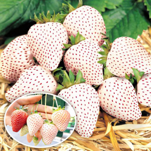 Клубника ремонтантная (крупноплодная) Анабланка 5 шт. в упаковке